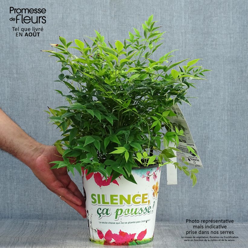 Exemplar von Nandina domestica Lemon and Lime - Himmelsbambus Topf mit 4L/5L wie im Sommer geliefert