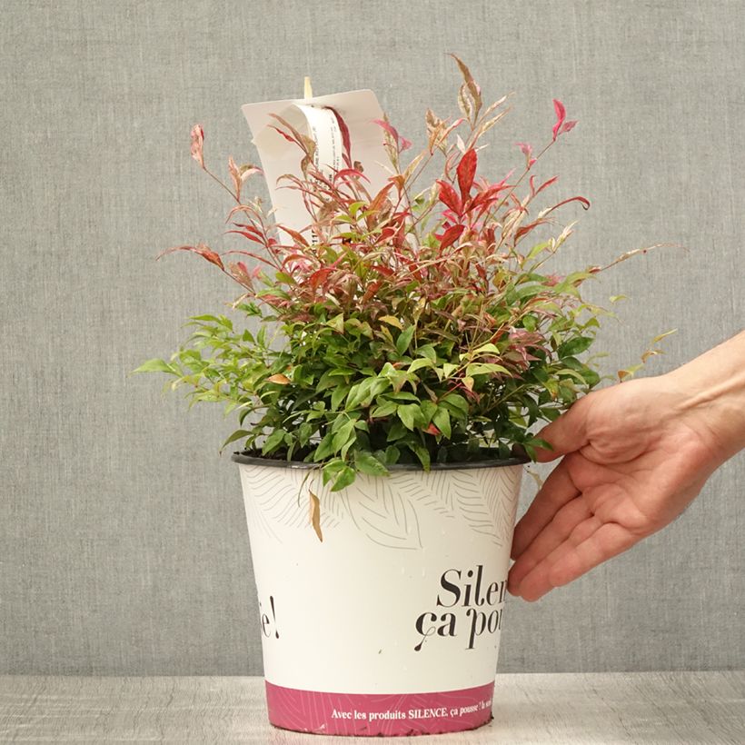 Exemplar von Nandina domestica Red Light - Himmelsbambus Topf mit 4L/5L wie im Sommer geliefert