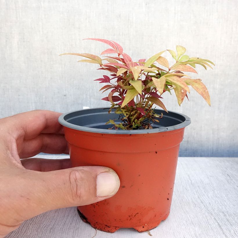 Exemplar von Nandina domestica Obsessed Seika - Himmelsbambus Kleine Töpfe von 8/9 cm wie im Sommer geliefert