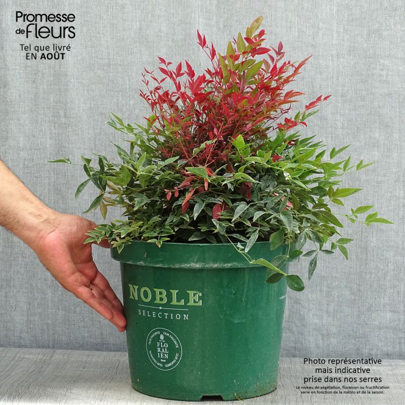 Exemplar von Nandina domestica Obsessed Seika - Himmelsbambus Topf mit 7,5L/10L wie im Sommer geliefert