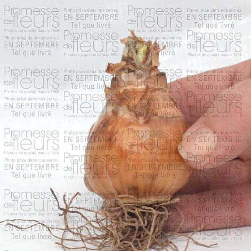 Beispiel eines Exemplars von Narcissus Avalon Zwiebel Kaliber/Größe 12+ wie geliefert
