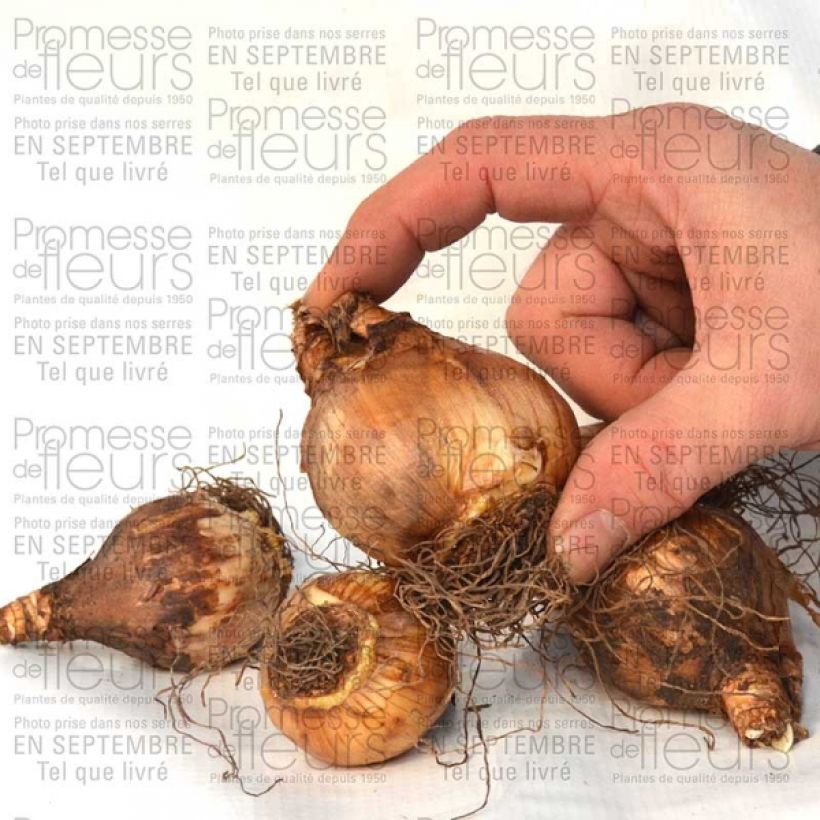 Beispiel eines Exemplars von Narcissus Changing Colors Zwiebel Kaliber/Größe 12+ wie geliefert