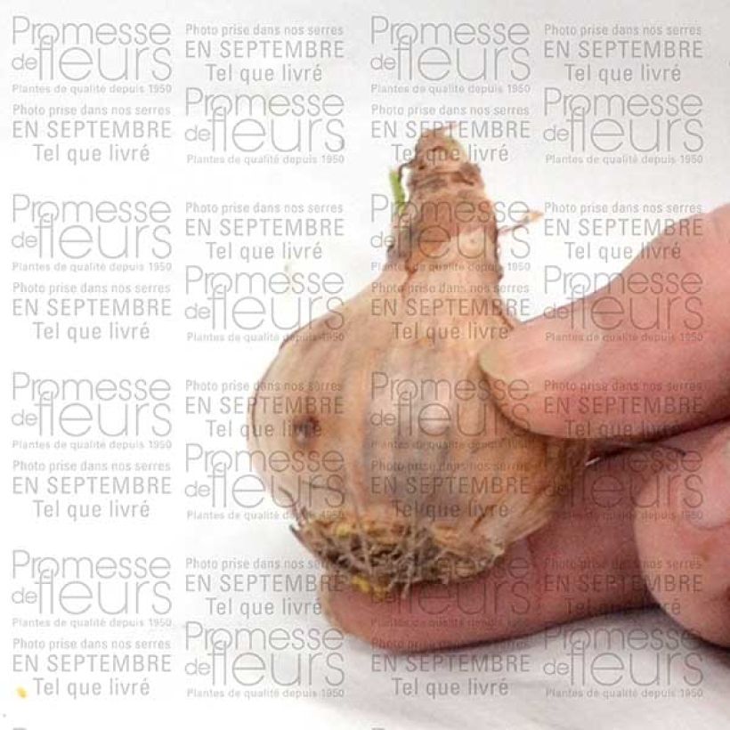 Beispiel eines Exemplars von Narcissus Curlew Zwiebel Kaliber/Größe 10+ wie geliefert