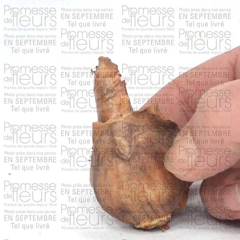Beispiel eines Exemplars von Narcissus Dutch Master Zwiebel Kaliber/Größe 12+ wie geliefert