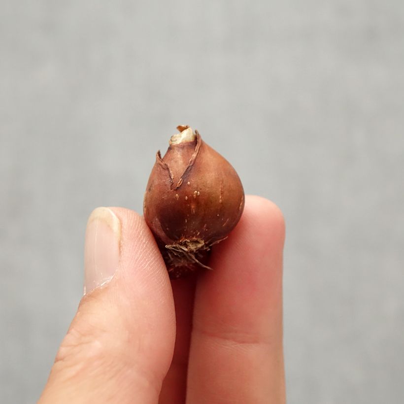 Exemplar von Narcisse fernandesii var. cordubensis Zwiebel Kaliber/Größe 6+ wie im Herbst geliefert