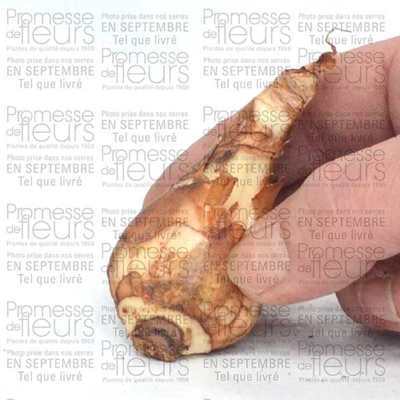 Beispiel eines Exemplars von Narcissus Finland Zwiebel Kaliber/Größe 14+ wie geliefert