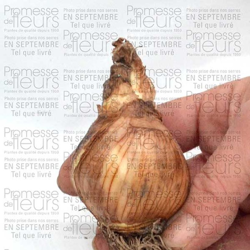 Beispiel eines Exemplars von Narcissus Galactic Star Zwiebel Kaliber/Größe 12+ wie geliefert