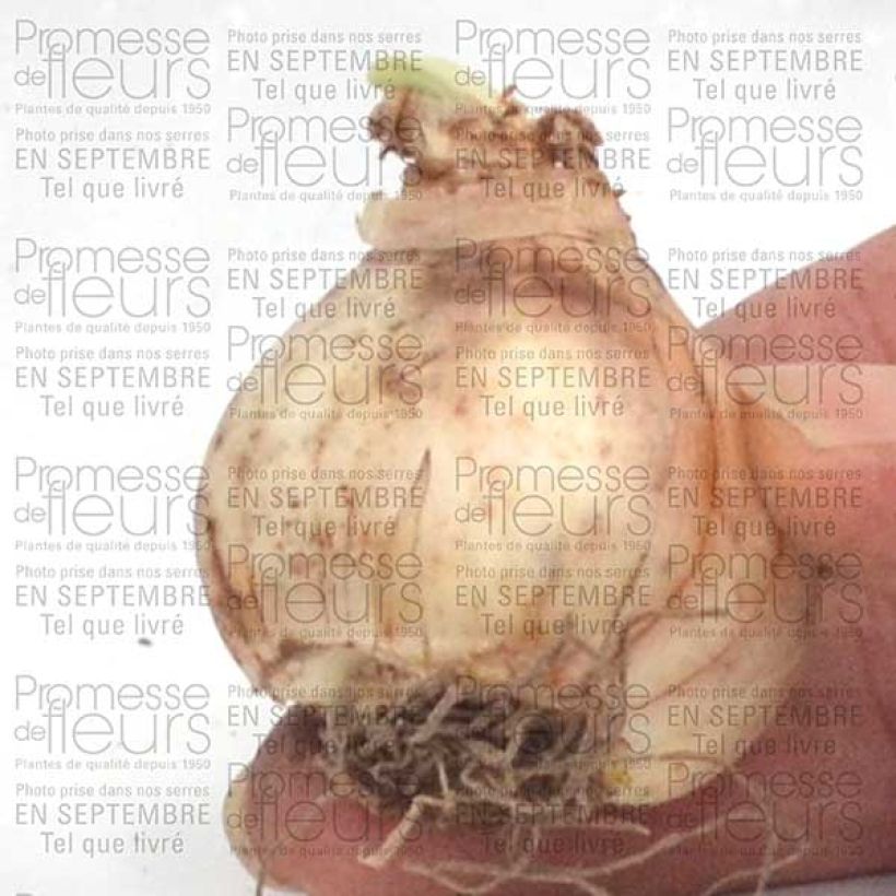 Beispiel eines Exemplars von Narcissus Jet Fire Zwiebel Kaliber/Größe 12+ wie geliefert