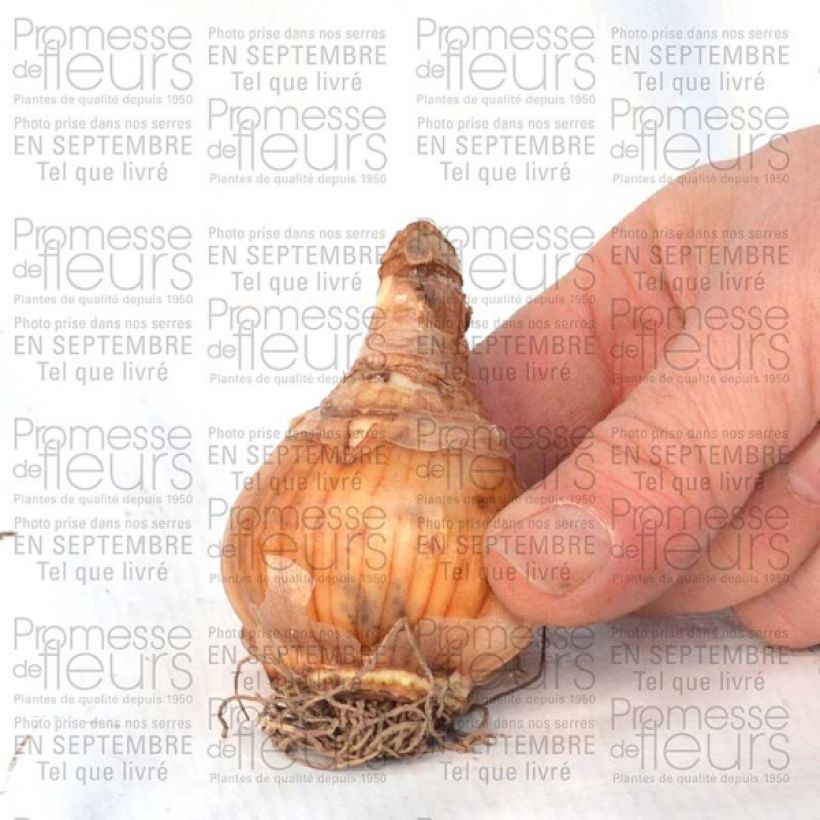 Beispiel eines Exemplars von Narcissus Loveday Zwiebel Kaliber/Größe 12 wie geliefert