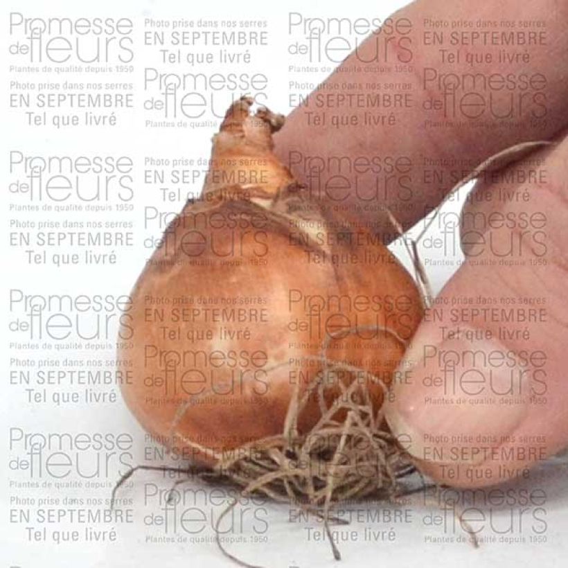 Beispiel eines Exemplars von Narcissus Minnow Zwiebel Kaliber/Größe 12+ wie geliefert