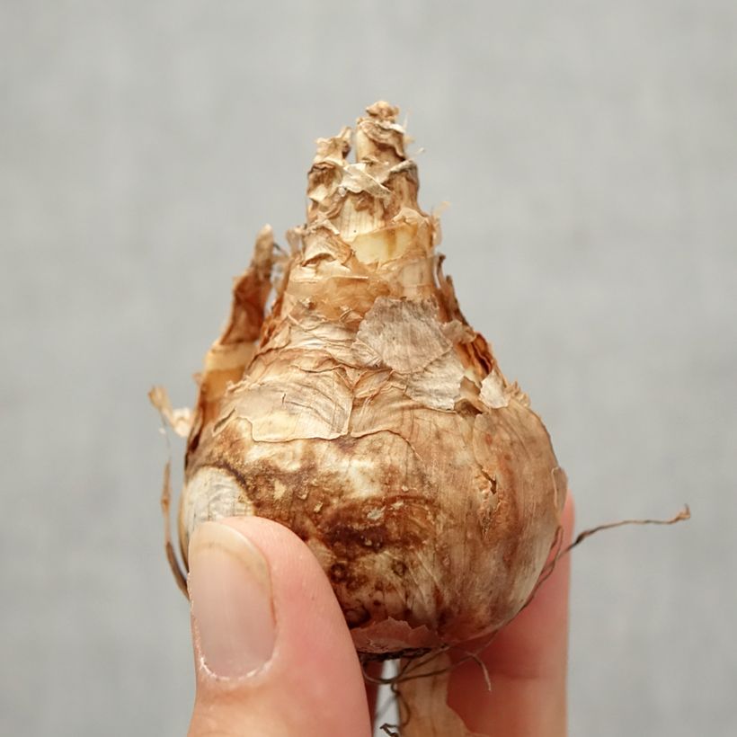 Exemplar von Narcissus Replete Zwiebel Kaliber/Größe 12/14 wie im Herbst geliefert