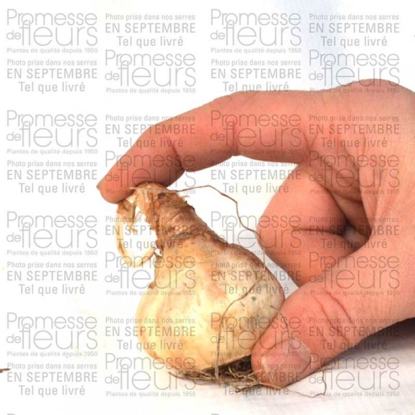 Beispiel eines Exemplars von Narcissus Sentinel Zwiebel Kaliber/Größe 12+ wie geliefert