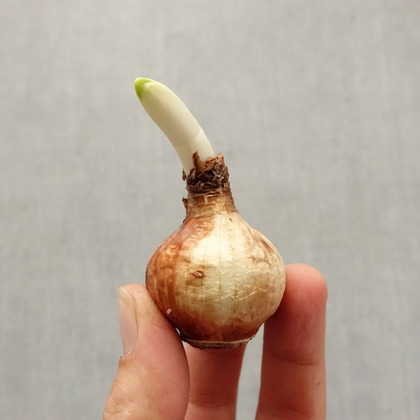 Exemplar von Narcissus Steptoe Zwiebel Kaliber/Größe 13+ wie im Herbst geliefert