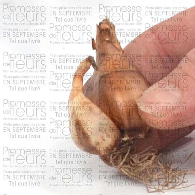 Beispiel eines Exemplars von Narcissus cyclamineus Toto Zwiebel Kaliber/Größe 10 wie geliefert