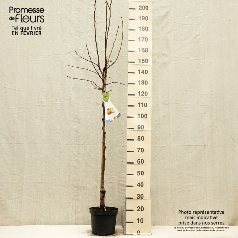 Exemplar von Nashi-Birne - Pyrus pyrifolia Topf mit 7,5L/10L, Halbstamm wie im Winter geliefert