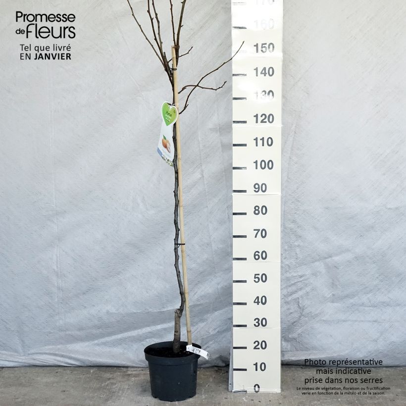 Exemplar von Nashi-Birne Niitaka - Pyrus pyrifolia Topf mit 7,5L/10L, HalbstammGelieferte Höhe ca. 125/150cm wie im Winter geliefert