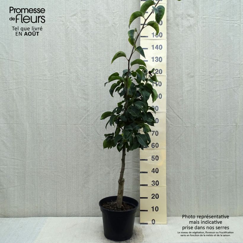 Exemplar von Nashi-Birne Nijisseiki - Pyrus pyrifolia Topf mit 7,5L/10L wie im Sommer geliefert