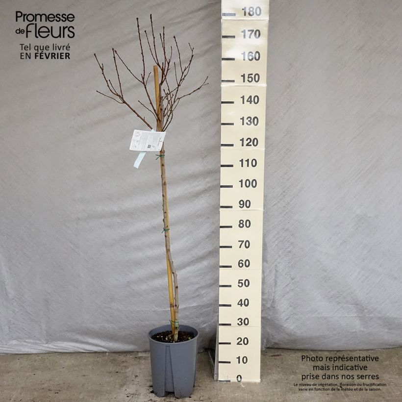 Exemplar von Nektarine Fantasia - Prunus persica var. nucipersica Topf mit 7,5L/10L, Halbstamm wie im Winter geliefert
