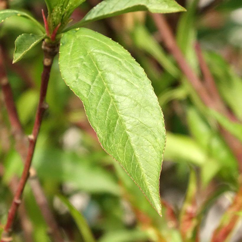Nektarine Morton - Prunus persica (Laub)