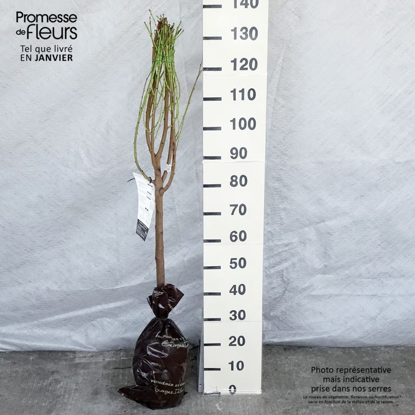 Exemplar von Nektarine Mesembrine - Prunus persica Plug "Fertig-zum-Pflanzen", Gobelet-Form wie im Winter geliefert