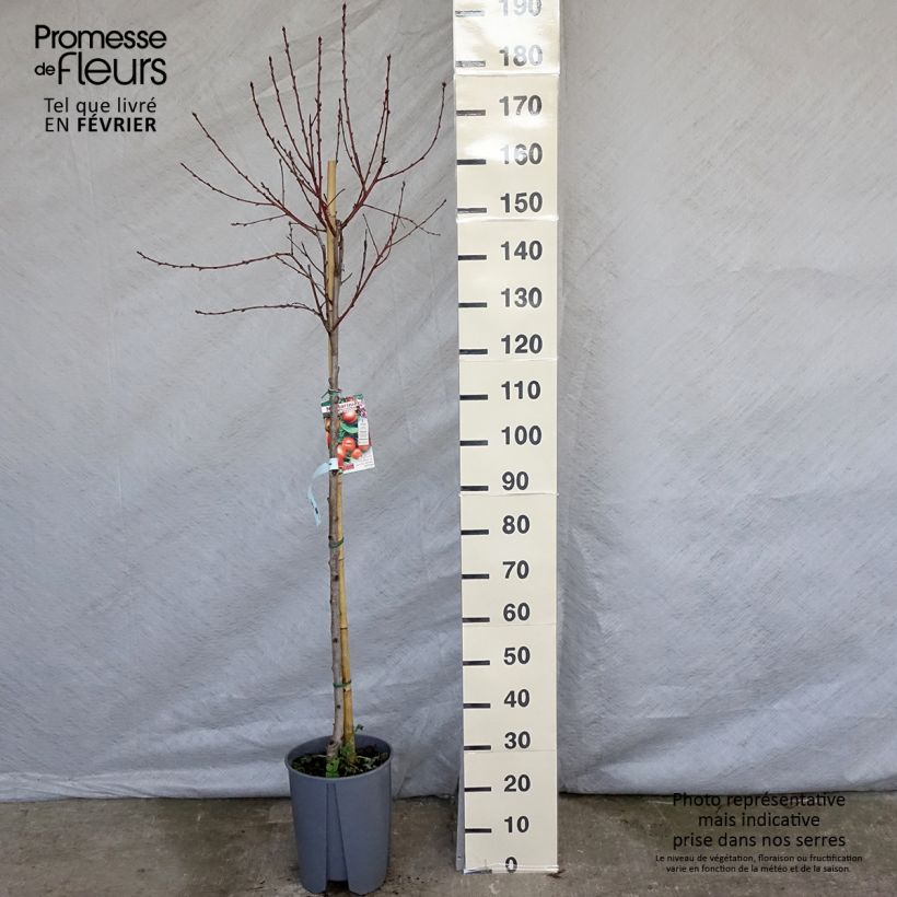 Exemplar von Nektarine Plat - Prunus persica nucipersica Topf mit 7,5L/10L, Halbstamm wie im Winter geliefert