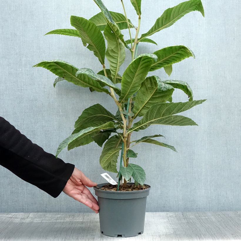 Exemplar von Japanische Wollmispel - Eriobotrya x japonica Topf mit 3L/4L wie im Herbst geliefert