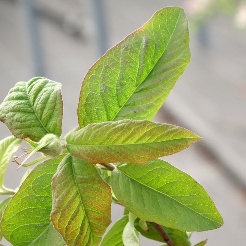 Echte Mispel Bredase Reus - Mespilus germanica (Laub)