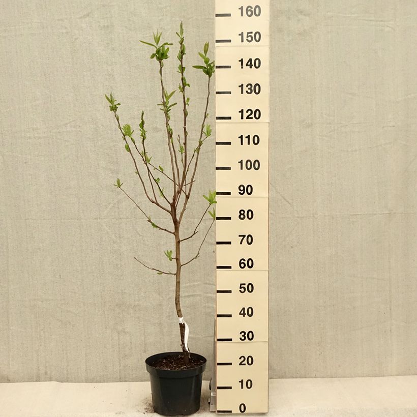 Exemplar von Echte Mispel - Mespilus germanica Topf mit 7,5L/10LGelieferte Höhe ca. 150/175cm wie im Frühjahr geliefert