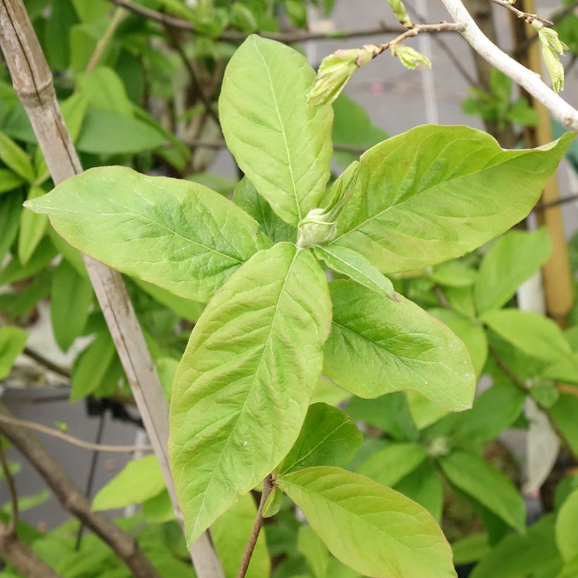 Echte Mispel - Mespilus germanica (Laub)