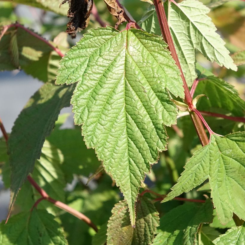 Neillia thibetica - Traubenspiere (Laub)