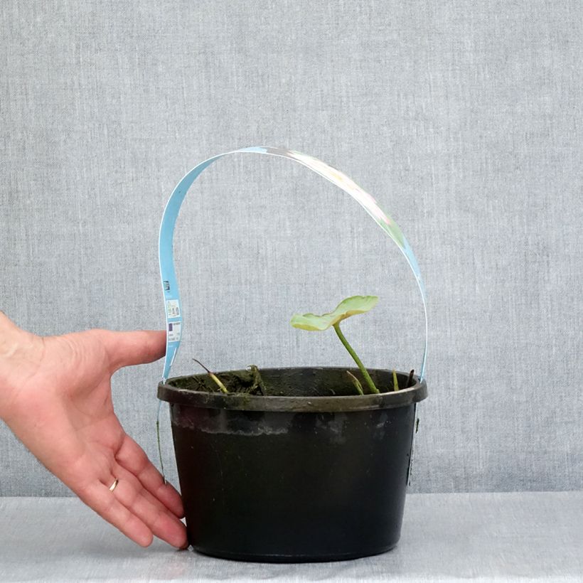 Exemplar von Nelumbo nucifera rose - Indische Lotusblume - Topf mit 3L/4L wie im Frühjahr geliefert
