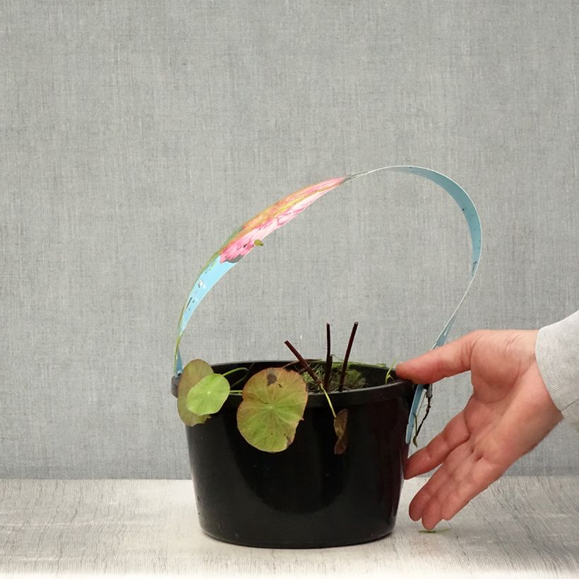 Exemplar von Nelumbo nucifera Rote - Indische Lotosblume Topf mit 3L/4L wie im Sommer geliefert