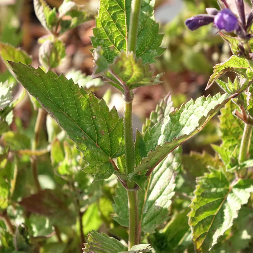 Katzenminze Blue Dragon - Nepeta (Laub)