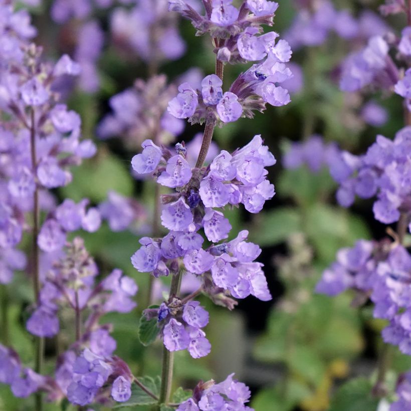Katzenminze Cat's Pajamas - Nepeta faassenii (Blüte)