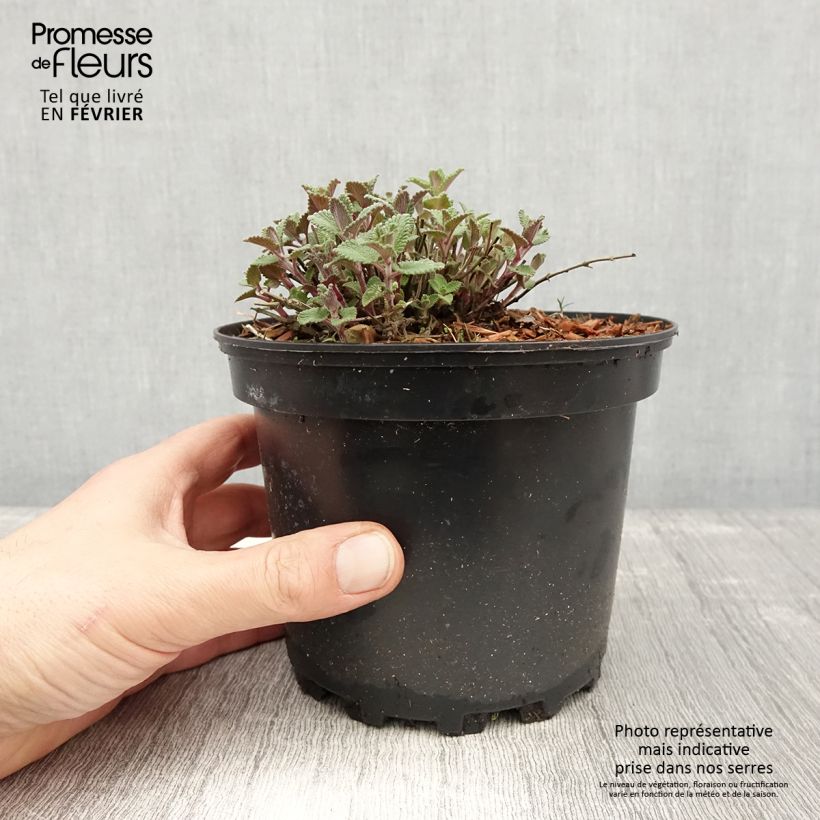 Exemplar von Katzenminze - Nepeta faassenii Topf mit 2L/3L wie im Winter geliefert