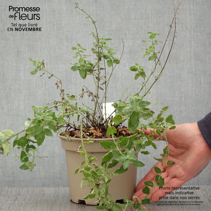 Exemplar von Katzenminze Walker's Low - Nepeta faassenii Topf mit 2L/3L wie im Herbst geliefert