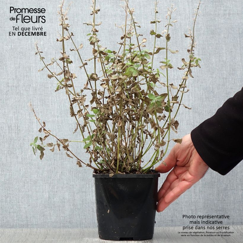 Exemplar von Großblütige Katzenminze Summer Magic - Nepeta grandiflora Topf mit 2L/3L wie im Herbst geliefert