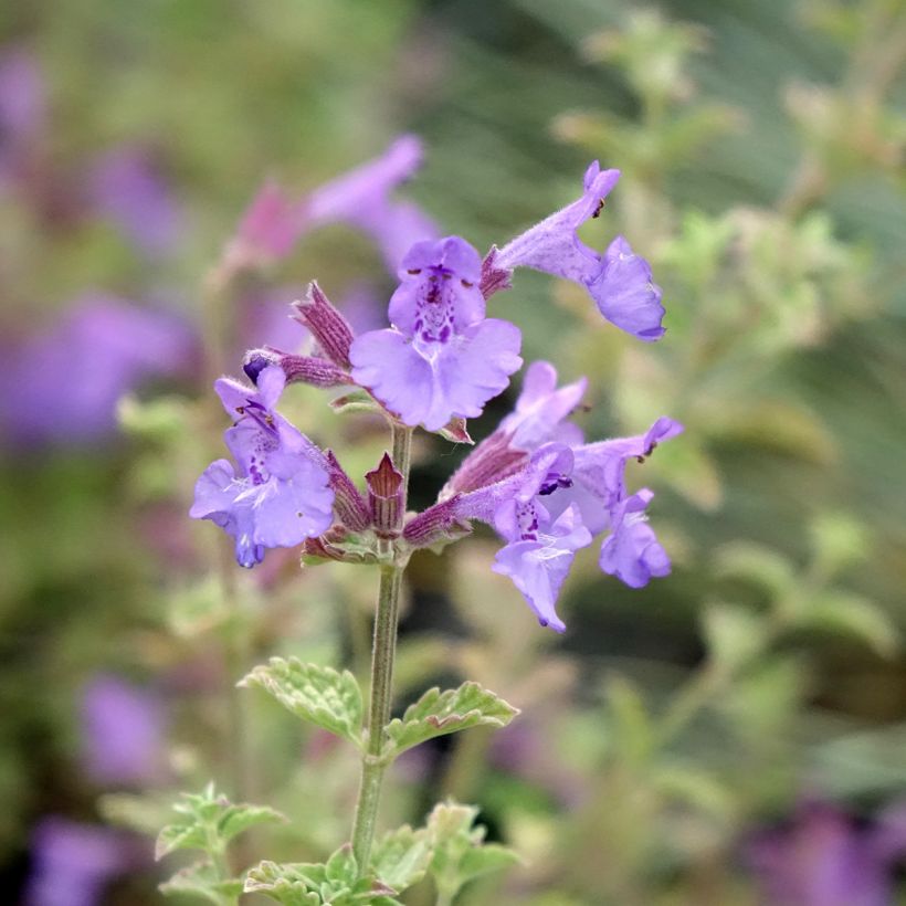 Katzenminze Kit Cat - Nepeta faassenii (Blüte)