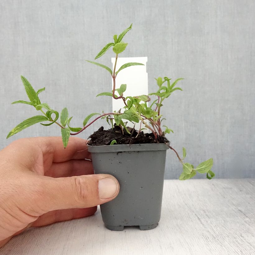 Exemplar von Geaderte Katzenminze - Nepeta nervosa Kleine Töpfe von 8/9 cm wie im Sommer geliefert