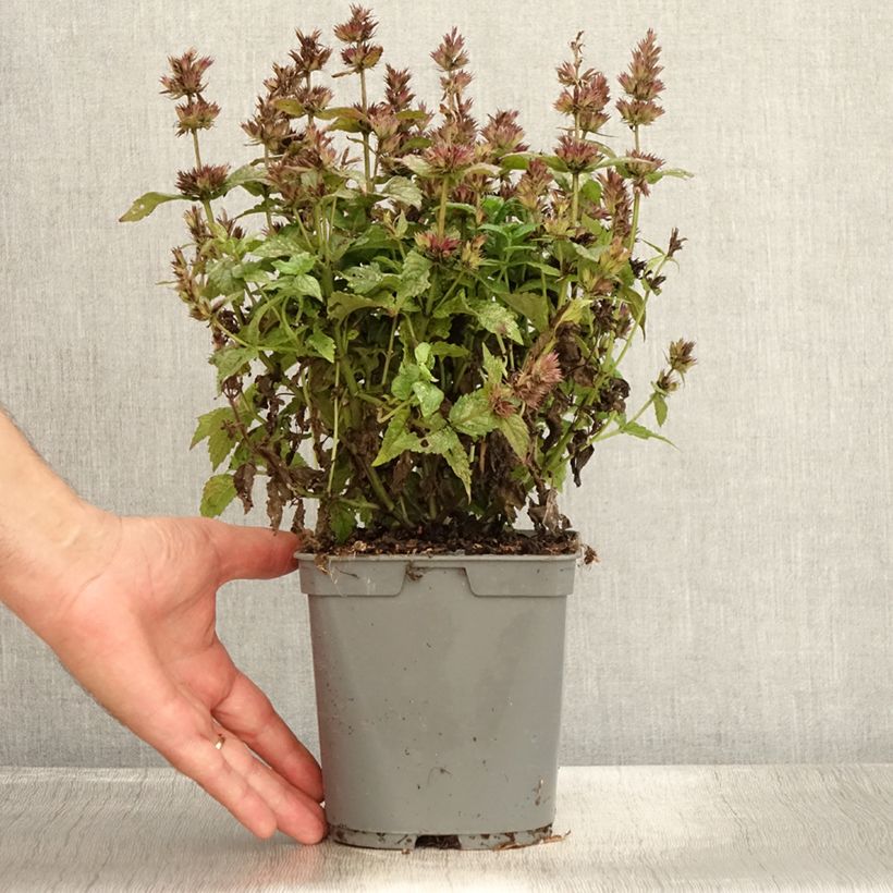 Exemplar von Geaderte Katzenminze - Nepeta nervosa Topf mit 2L/3L wie im Sommer geliefert
