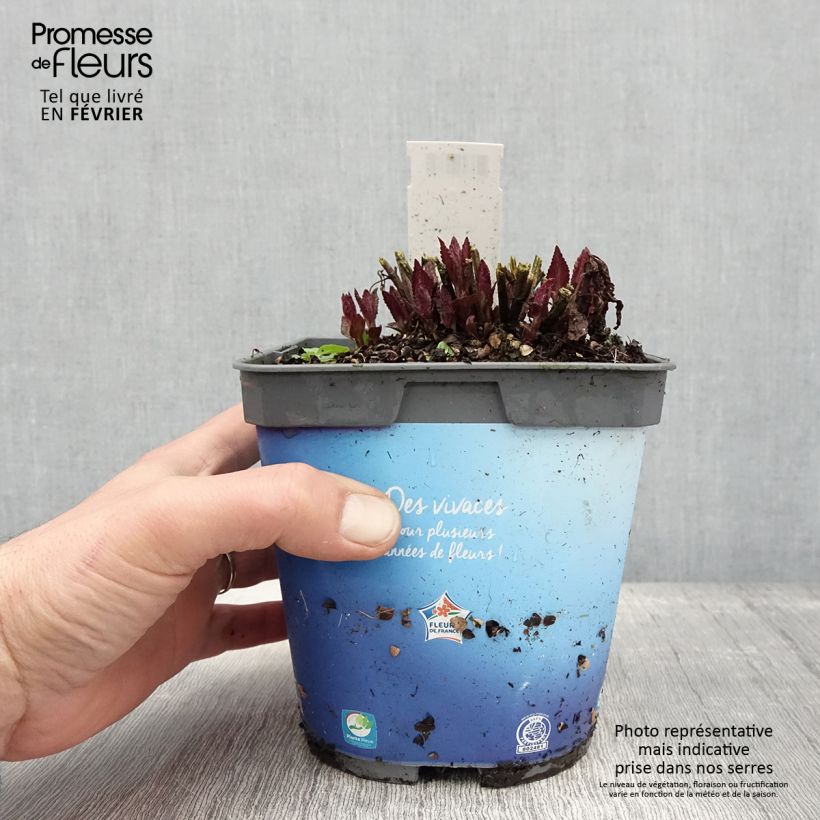 Exemplar von Geaderte Katzenminze Neptune - Nepeta nervosa Topf mit 1,5L/2L wie im Winter geliefert