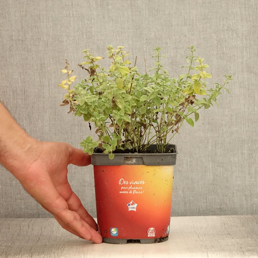 Exemplar von Traubige Katzenminze Snowflake - Nepeta racemosa Topf mit 2L/3L wie im Sommer geliefert