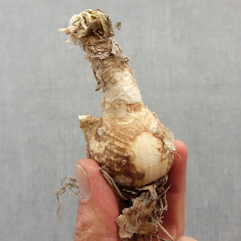 Exemplar von Nerine bowdenii Isobel - Guernsey-Lilie Zwiebel Kaliber/Größe 12+ wie im Frühjahr geliefert