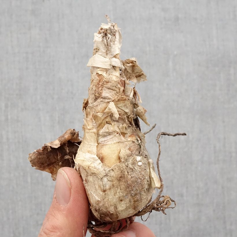 Exemplar von Nerine bowdenii Ostara K - Guernsey-Lilie Zwiebel Kaliber/Größe 12+ wie im Frühjahr geliefert