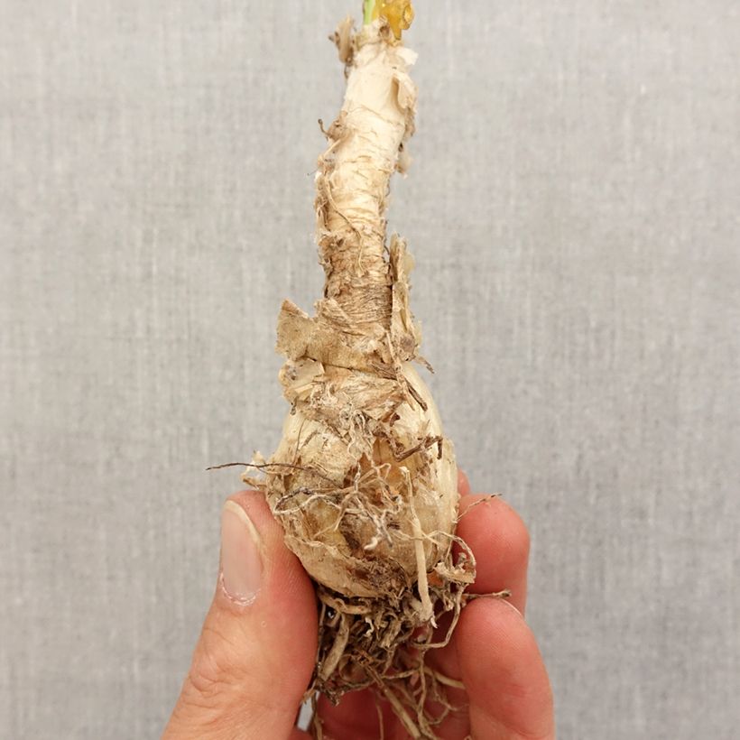 Exemplar von Nerine flexuosa White - Guernsey-Lilie Zwiebel Kaliber/Größe 13+ wie im Frühjahr geliefert