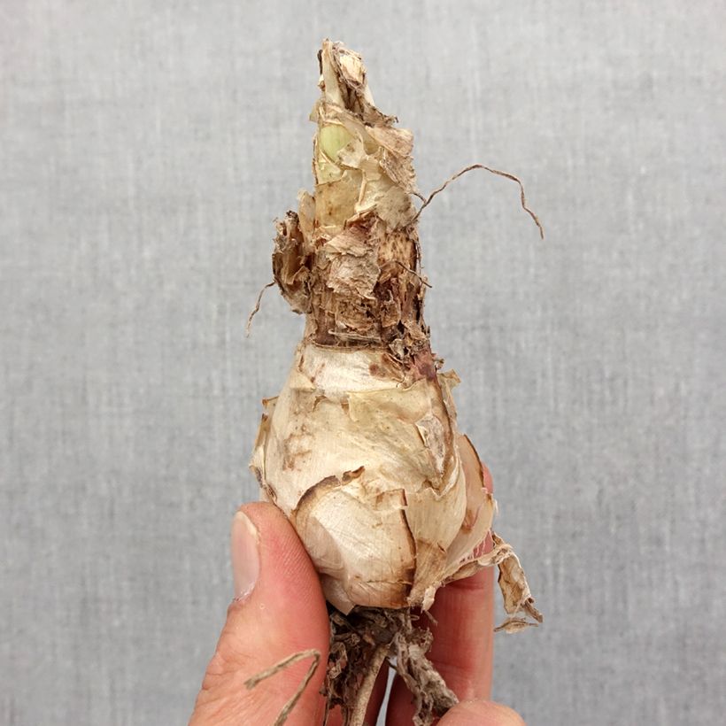 Exemplar von Nerine sarniensis Corusca - Guernsey-Lilie Zwiebel Kaliber/Größe 12+ wie im Frühjahr geliefert