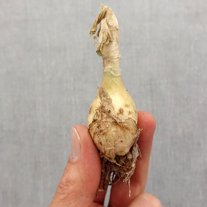 Exemplar von Nerine undulata - Guernsey-Lilie Zwiebel Kaliber/Größe 12+ wie im Frühjahr geliefert