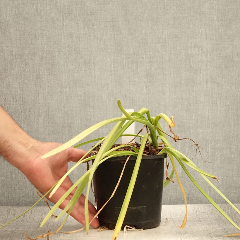 Exemplar von Leucojum aestivum Bridesmaid - Sommer-Knotenblume Topf mit 2L/3L wie im Sommer geliefert