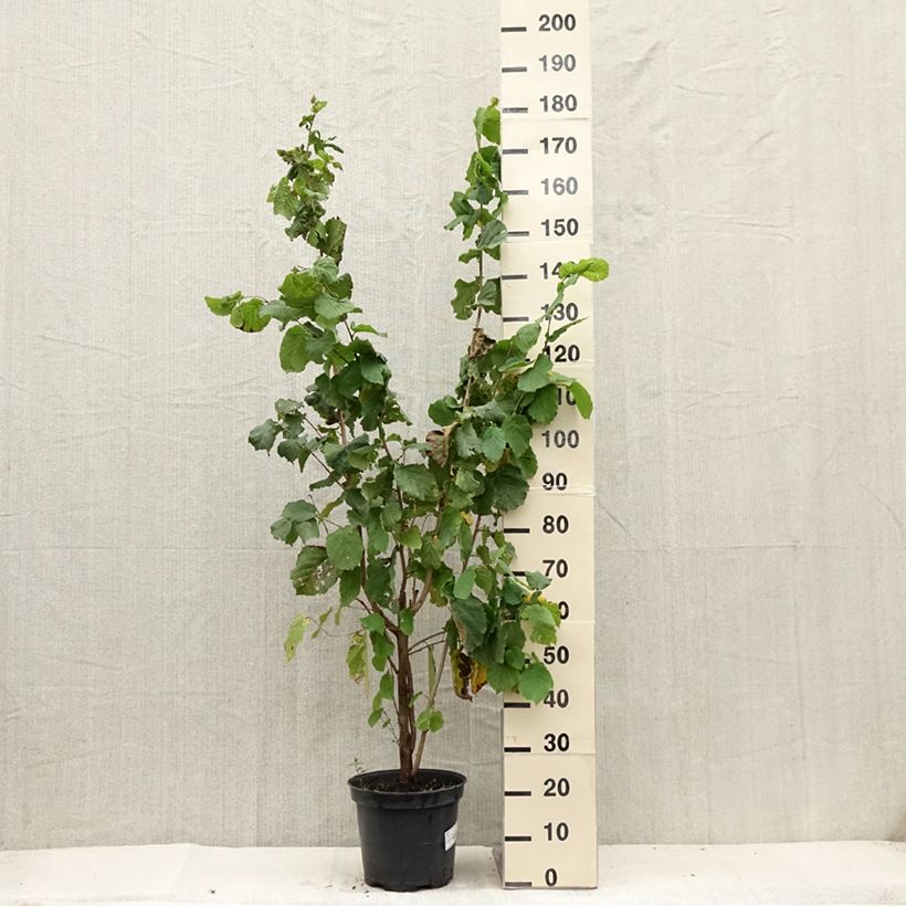 Exemplar von Haselnuss - Corylus avellana Topf mit 7,5L/10L wie im Sommer geliefert