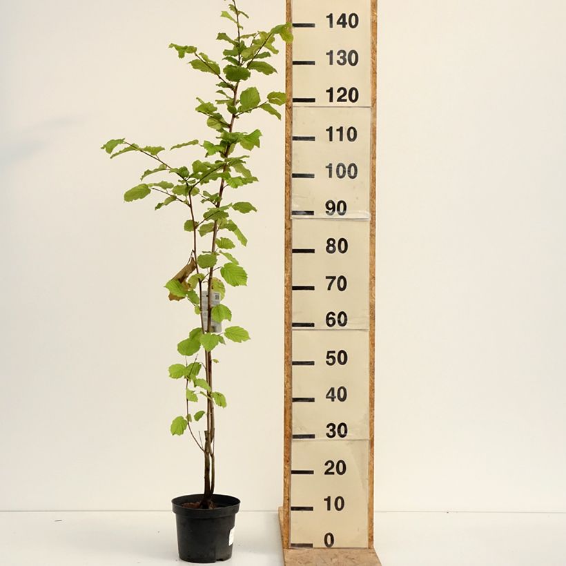 Exemplar von Haselnuss - Corylus avellana Topf mit 2L/3L wie im Sommer geliefert